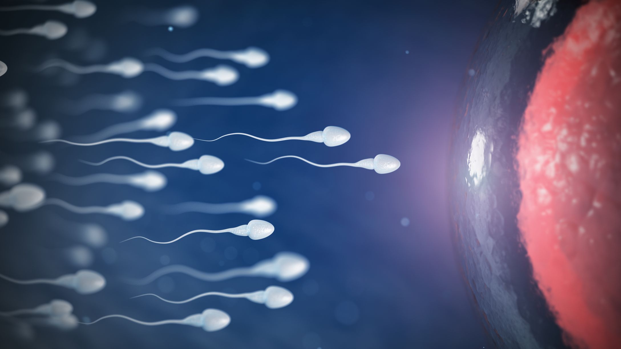 Science cartoon sperm cells approaching egg membrane